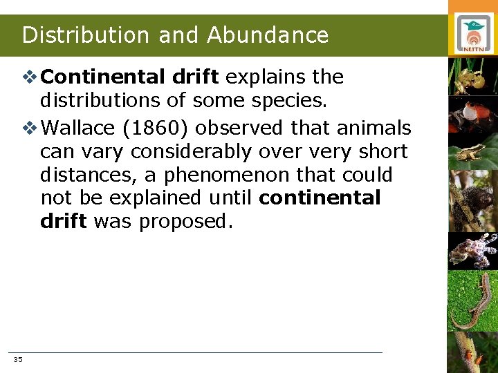 Distribution and Abundance v Continental drift explains the distributions of some species. v Wallace