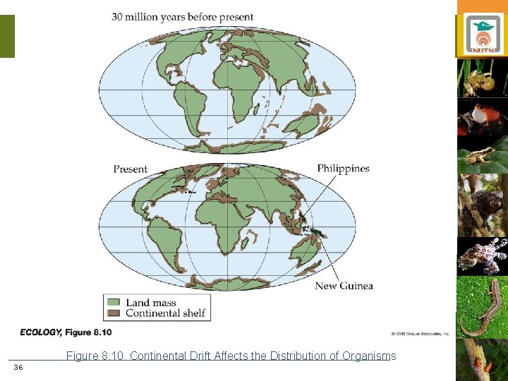 Figure 8. 10 Continental Drift Affects the Distribution of Organisms 36 