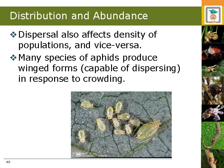 Distribution and Abundance v Dispersal also affects density of populations, and vice-versa. v Many