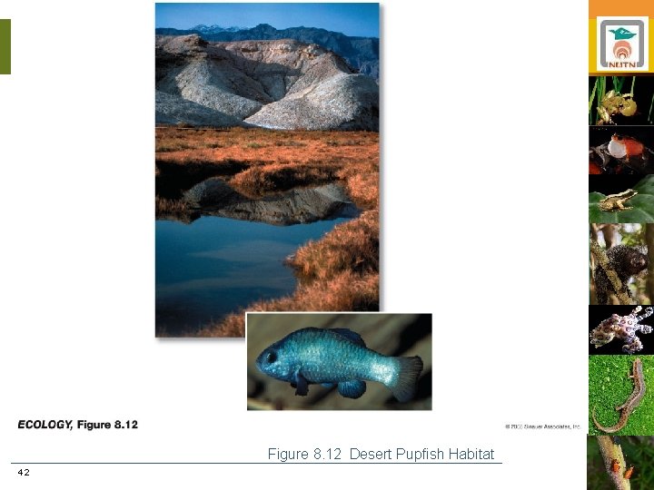 Figure 8. 12 Desert Pupfish Habitat 42 