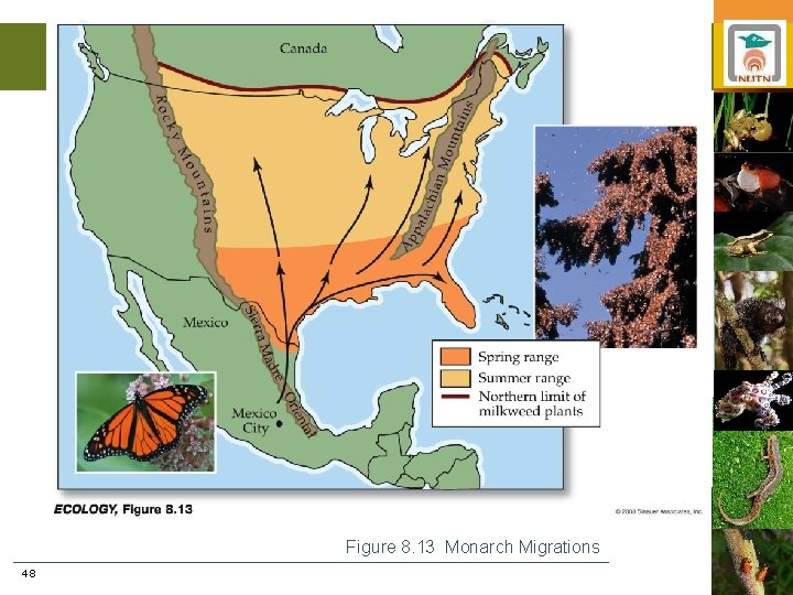 Figure 8. 13 Monarch Migrations 48 
