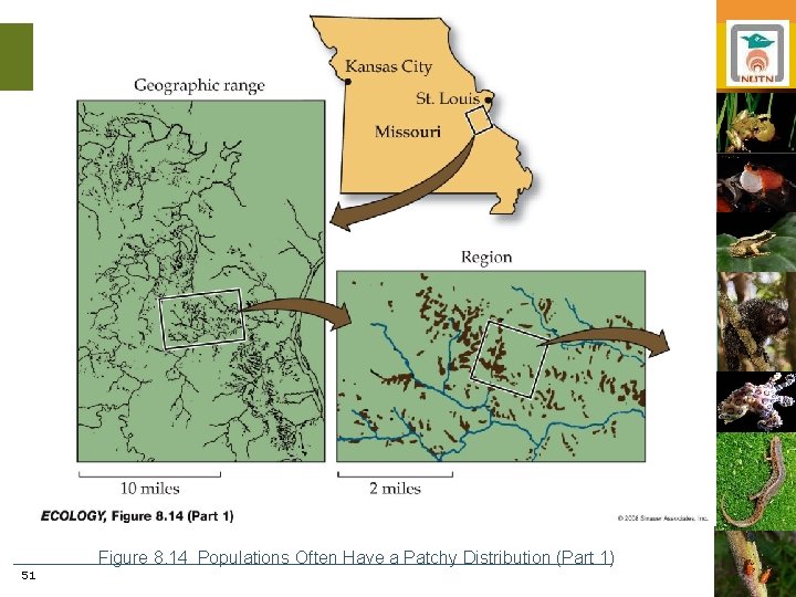 Figure 8. 14 Populations Often Have a Patchy Distribution (Part 1) 51 