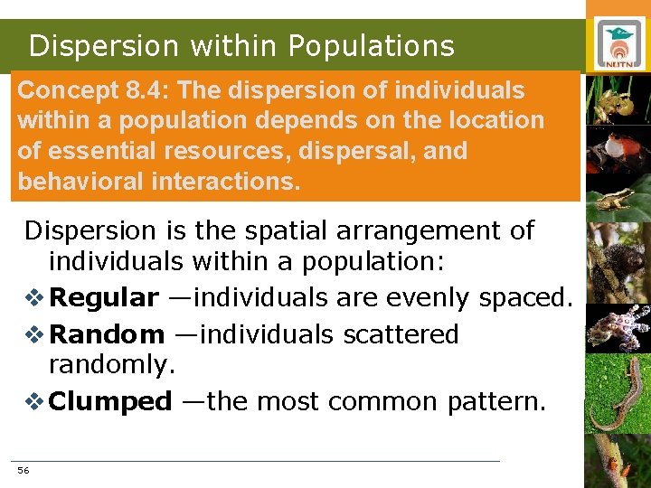 Dispersion within Populations Concept 8. 4: The dispersion of individuals within a population depends