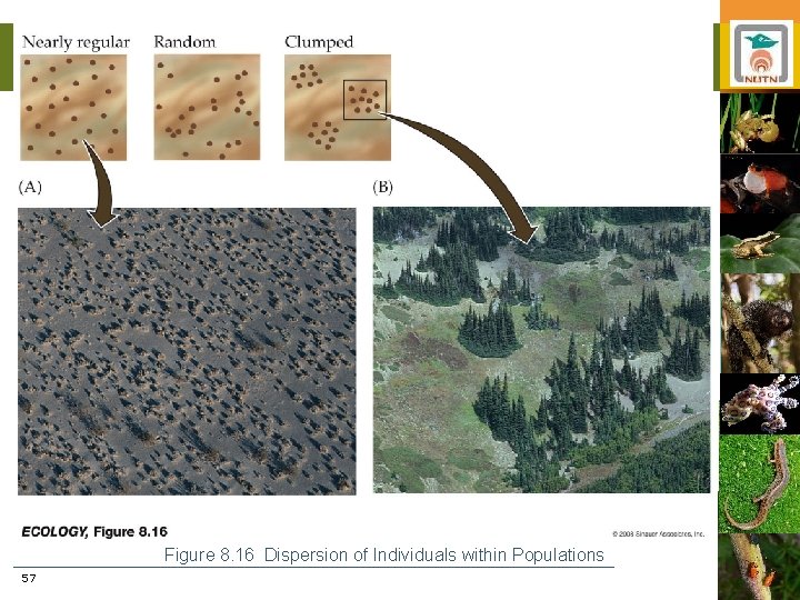 Figure 8. 16 Dispersion of Individuals within Populations 57 