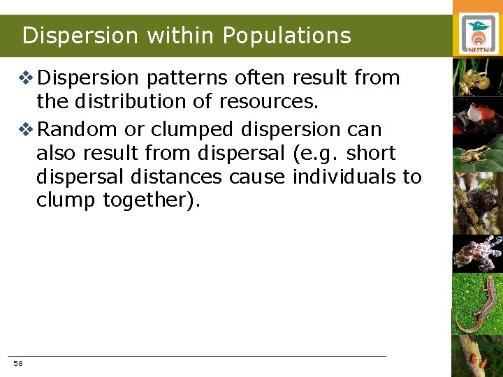 Dispersion within Populations v Dispersion patterns often result from the distribution of resources. v