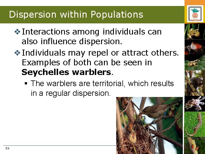 Dispersion within Populations v Interactions among individuals can also influence dispersion. v Individuals may