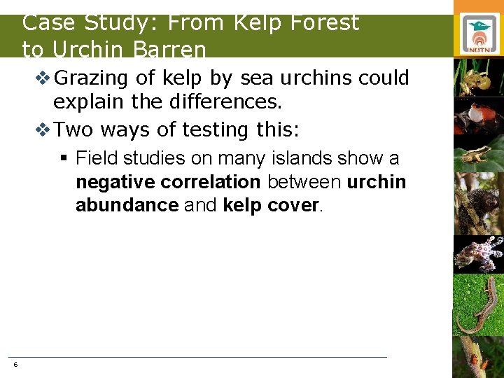 Case Study: From Kelp Forest to Urchin Barren v Grazing of kelp by sea