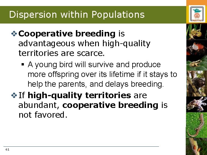 Dispersion within Populations v Cooperative breeding is advantageous when high-quality territories are scarce. §