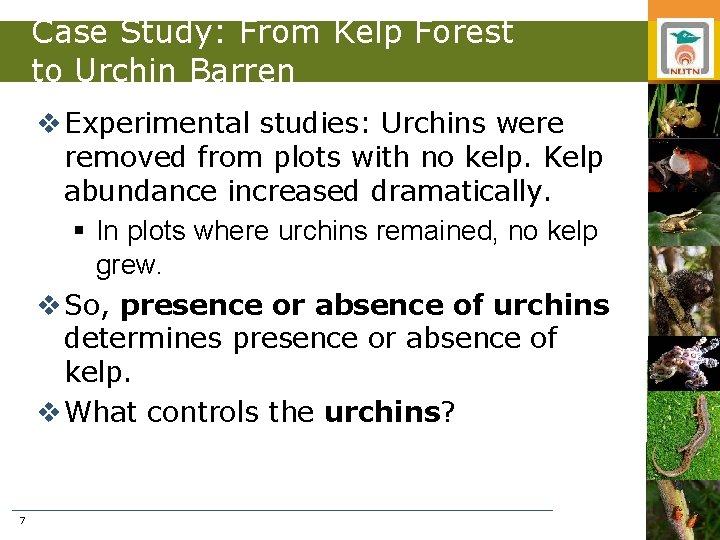 Case Study: From Kelp Forest to Urchin Barren v Experimental studies: Urchins were removed