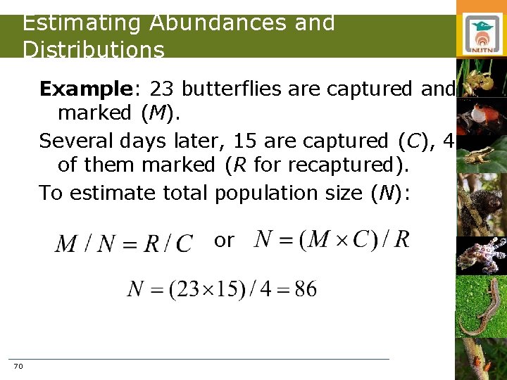 Estimating Abundances and Distributions Example: 23 butterflies are captured and marked (M). Several days