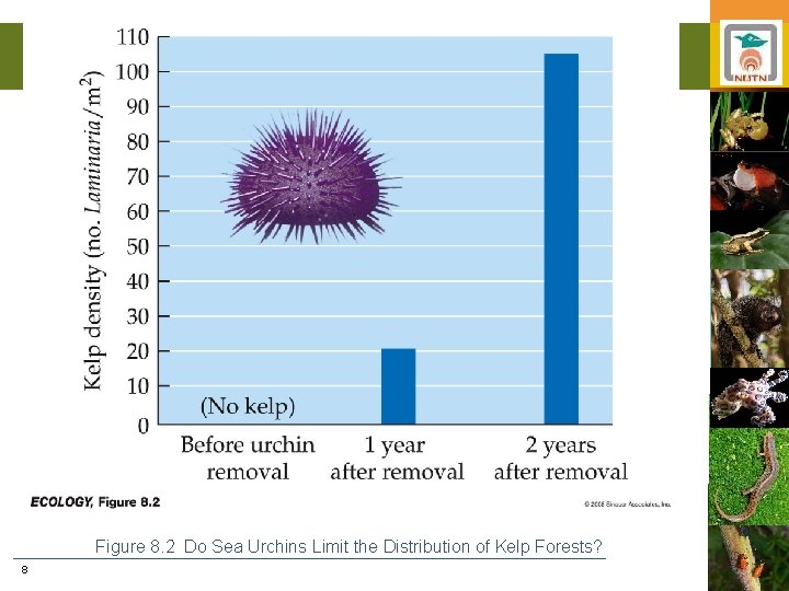 Figure 8. 2 Do Sea Urchins Limit the Distribution of Kelp Forests? 8 