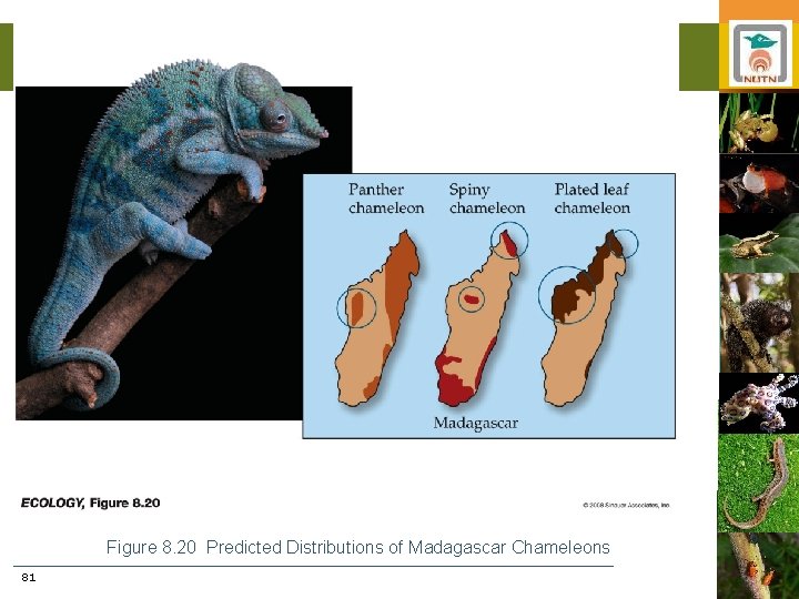 Figure 8. 20 Predicted Distributions of Madagascar Chameleons 81 