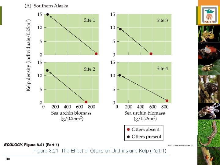 Figure 8. 21 The Effect of Otters on Urchins and Kelp (Part 1) 88