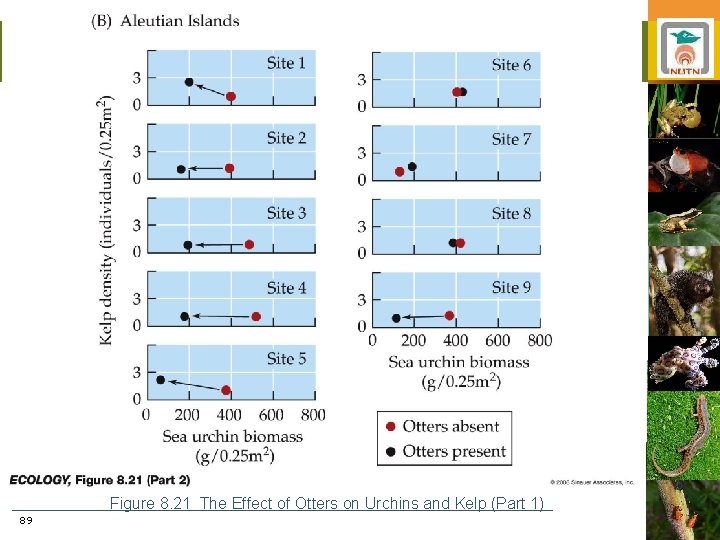 Figure 8. 21 The Effect of Otters on Urchins and Kelp (Part 1) 89