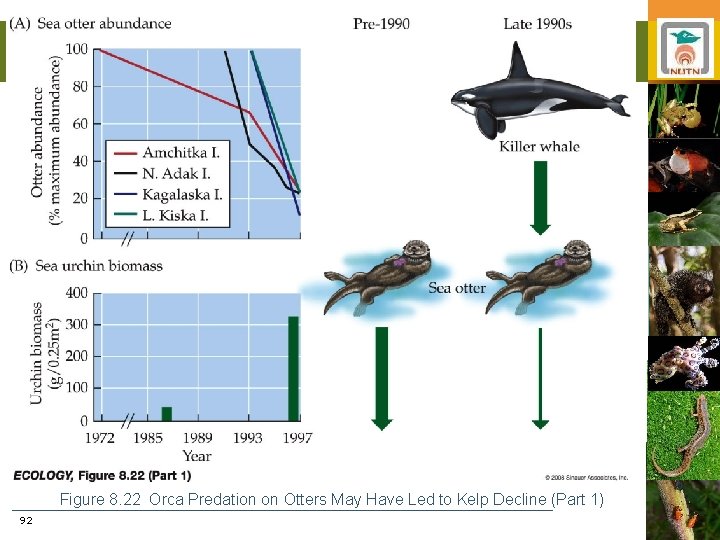 Figure 8. 22 Orca Predation on Otters May Have Led to Kelp Decline (Part