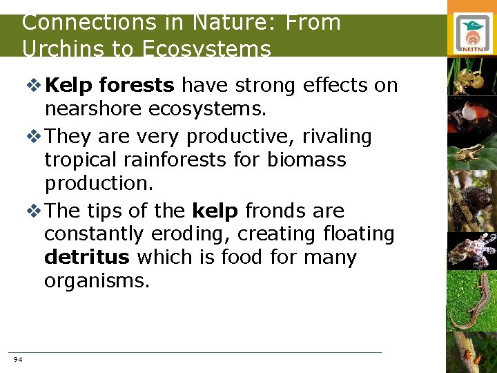 Connections in Nature: From Urchins to Ecosystems v Kelp forests have strong effects on