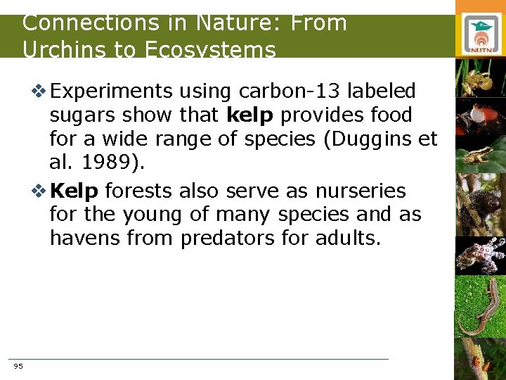 Connections in Nature: From Urchins to Ecosystems v Experiments using carbon-13 labeled sugars show