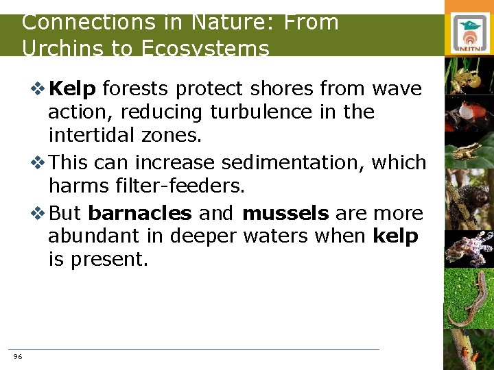 Connections in Nature: From Urchins to Ecosystems v Kelp forests protect shores from wave