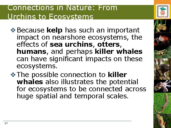 Connections in Nature: From Urchins to Ecosystems v Because kelp has such an important