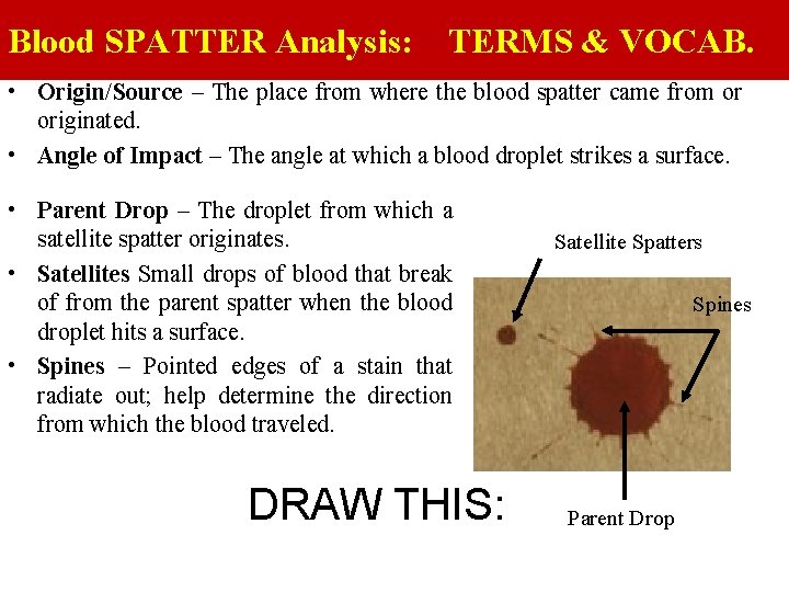 Blood SPATTER Analysis: TERMS & VOCAB. • Origin/Source – The place from where the