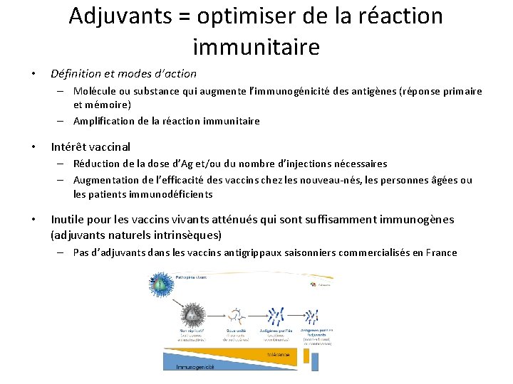 Adjuvants = optimiser de la réaction immunitaire • Définition et modes d’action – Molécule Adjuvants = optimiser de la réaction immunitaire • Définition et modes d’action – Molécule
