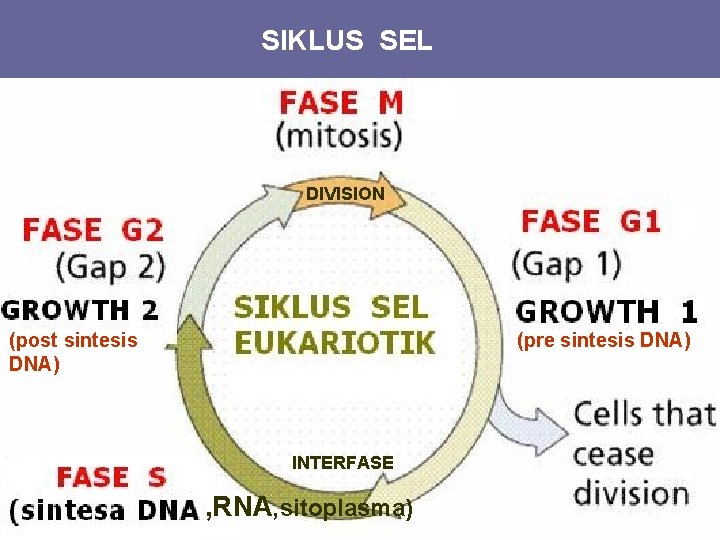 SIKLUS SEL DIVISION (post sintesis DNA) (pre sintesis DNA) INTERFASE , RNA, sitoplasma) 