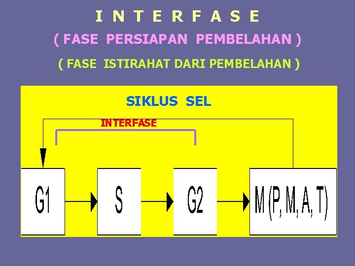 I N T E R F A S E ( FASE PERSIAPAN PEMBELAHAN )