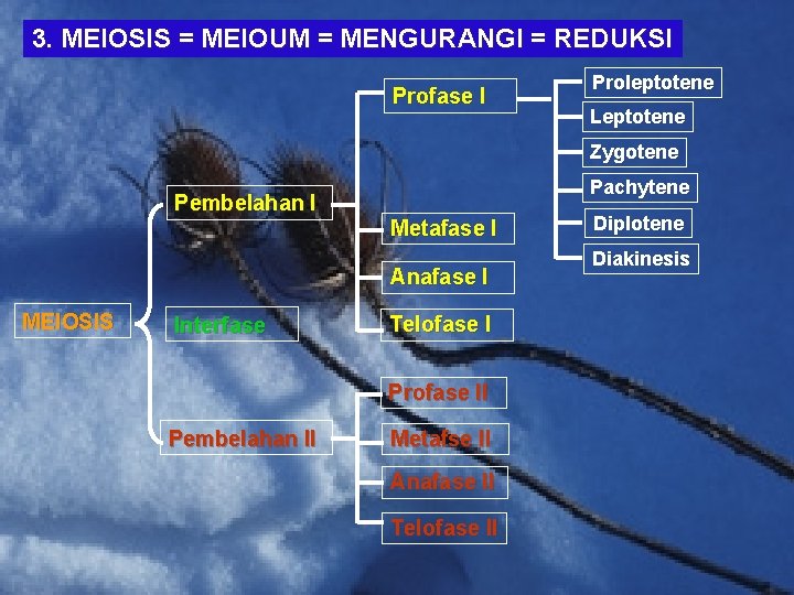 3. MEIOSIS = MEIOUM = MENGURANGI = REDUKSI Profase I Proleptotene Leptotene Zygotene Pembelahan
