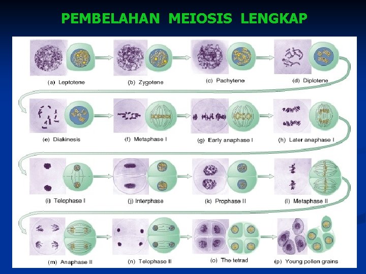 PEMBELAHAN MEIOSIS LENGKAP 