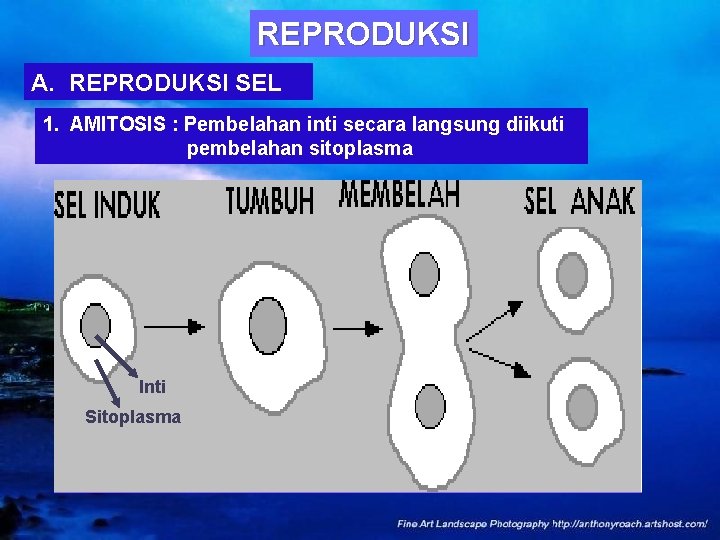 REPRODUKSI A. REPRODUKSI SEL 1. AMITOSIS : Pembelahan inti secara langsung diikuti pembelahan sitoplasma