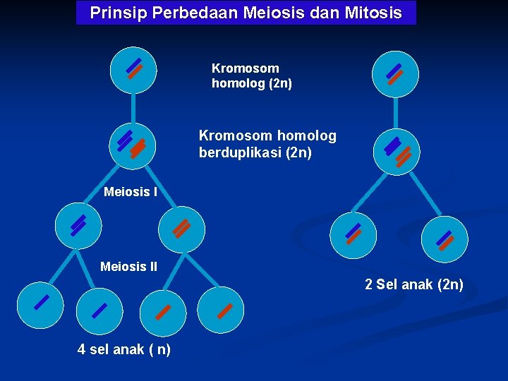 Prinsip Perbedaan Meiosis dan Mitosis Kromosom homolog (2 n) Kromosom homolog berduplikasi (2 n)