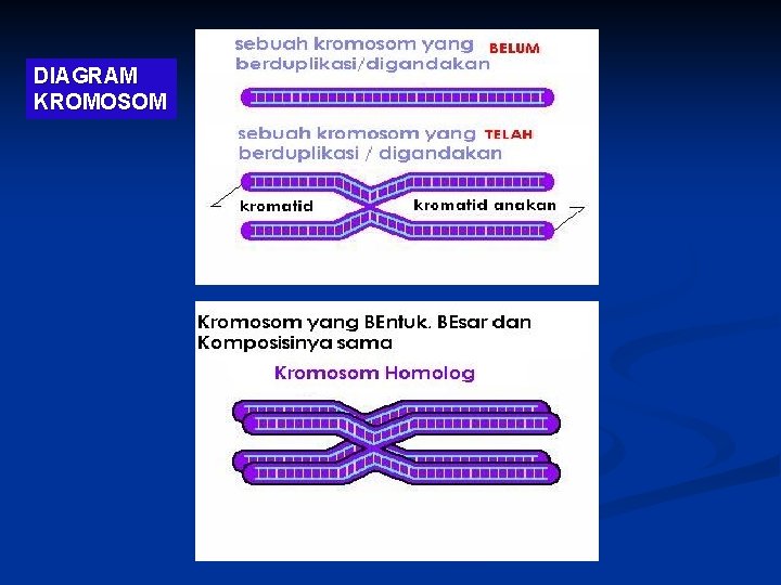 DIAGRAM KROMOSOM 