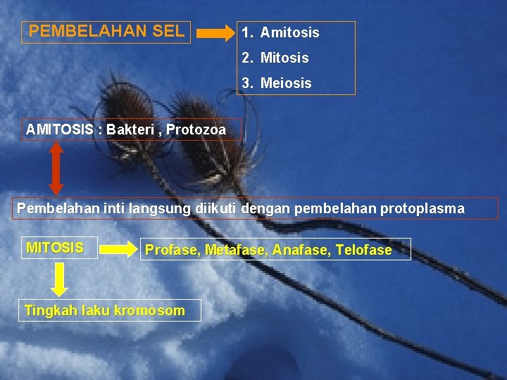 PEMBELAHAN SEL 1. Amitosis 2. Mitosis 3. Meiosis AMITOSIS : Bakteri , Protozoa Pembelahan