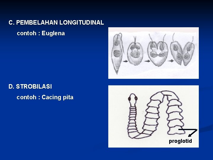 C. PEMBELAHAN LONGITUDINAL contoh : Euglena D. STROBILASI contoh : Cacing pita proglotid 