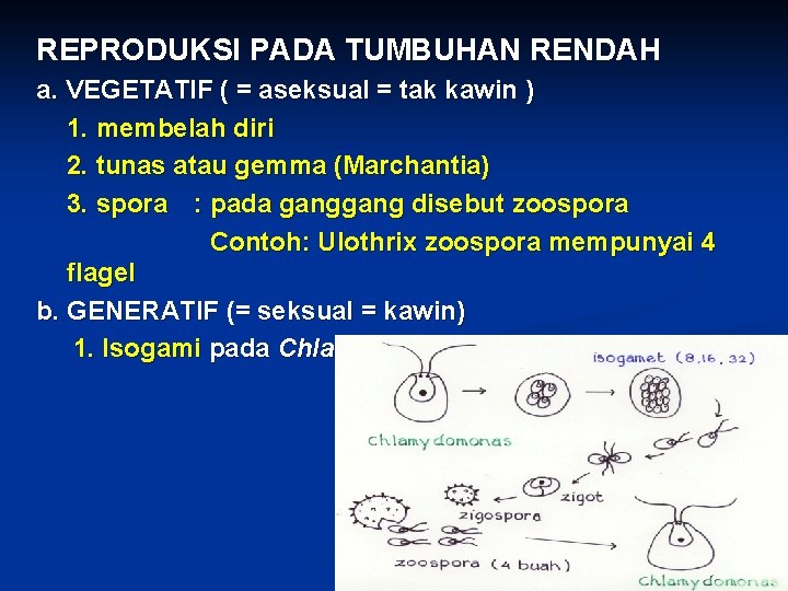 REPRODUKSI PADA TUMBUHAN RENDAH a. VEGETATIF ( = aseksual = tak kawin ) 1.