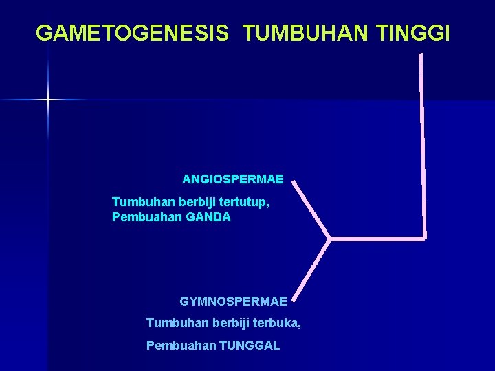 GAMETOGENESIS TUMBUHAN TINGGI ANGIOSPERMAE Tumbuhan berbiji tertutup, Pembuahan GANDA GYMNOSPERMAE Tumbuhan berbiji terbuka, Pembuahan