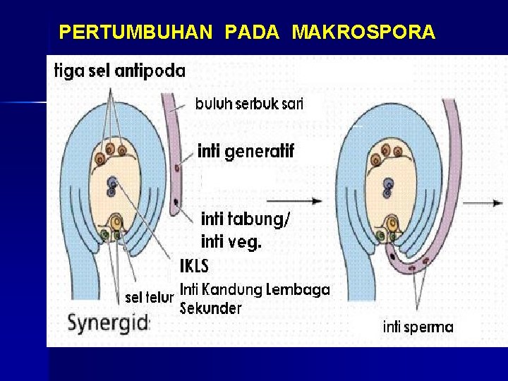 PERTUMBUHAN PADA MAKROSPORA 