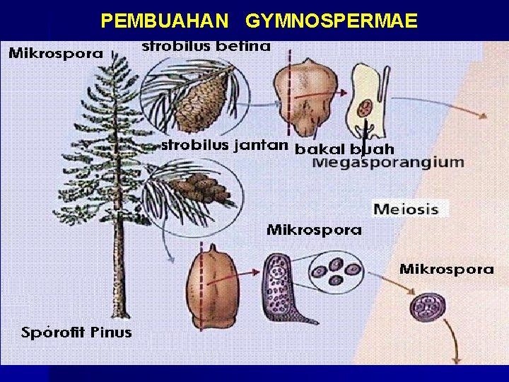 PEMBUAHAN GYMNOSPERMAE 