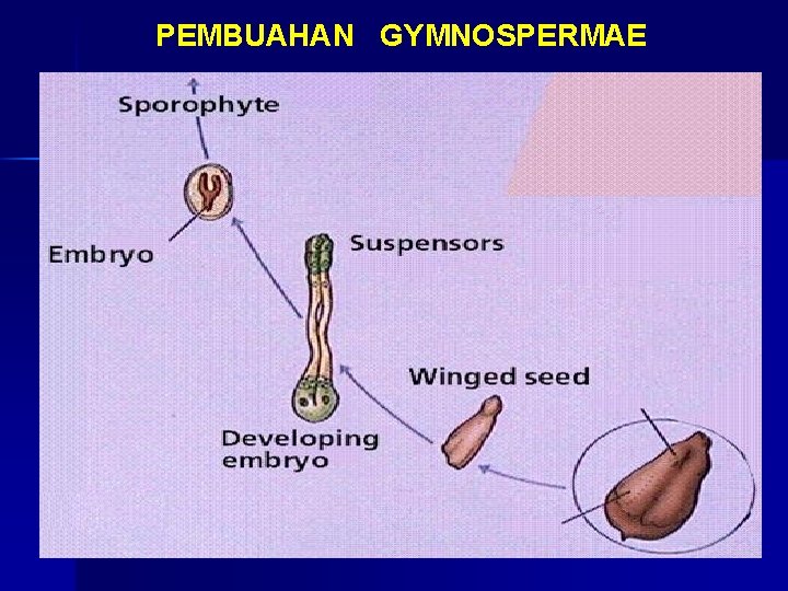 PEMBUAHAN GYMNOSPERMAE 