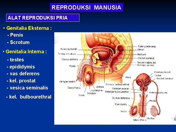 REPRODUKSI MANUSIA ALAT REPRODUKSI PRIA • Genitalia Eksterna : - Penis - Scrotum •