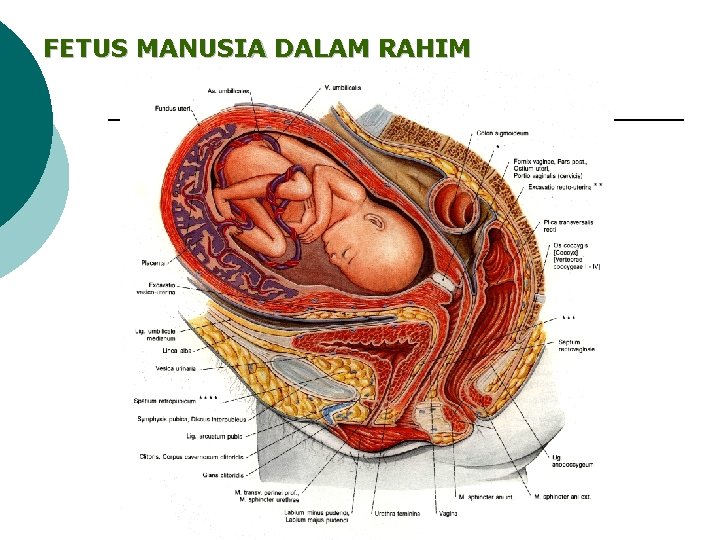FETUS MANUSIA DALAM RAHIM 