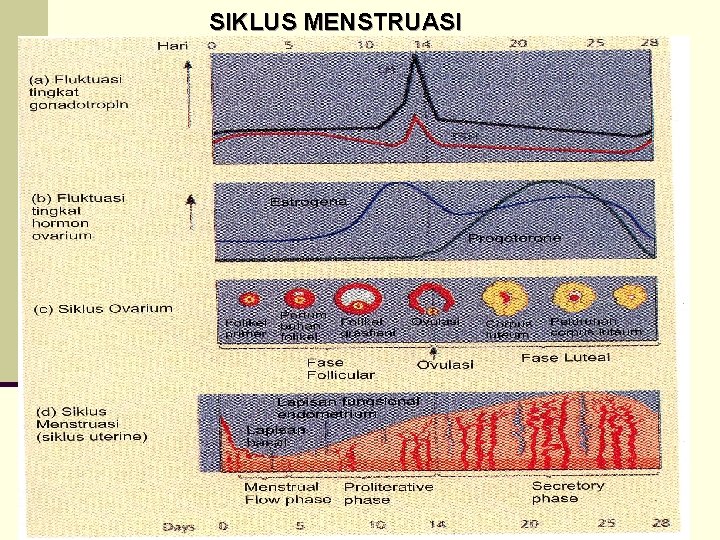 SIKLUS MENSTRUASI 