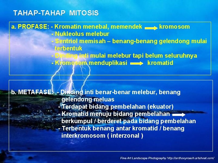 TAHAP-TAHAP MITOSIS a. PROFASE: - Kromatin menebal, memendek kromosom - Nukleolus melebur - Sentriol