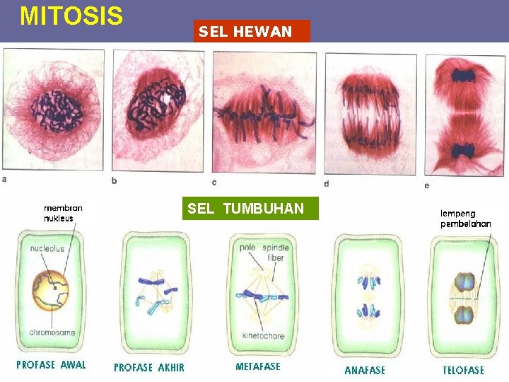 MITOSIS SEL HEWAN SEL TUMBUHAN 