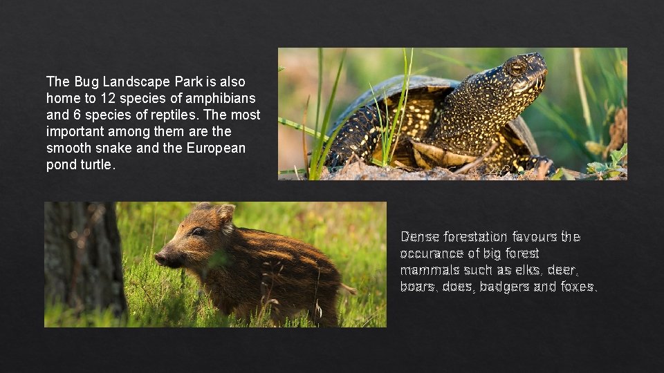 The Bug Landscape Park is also home to 12 species of amphibians and 6