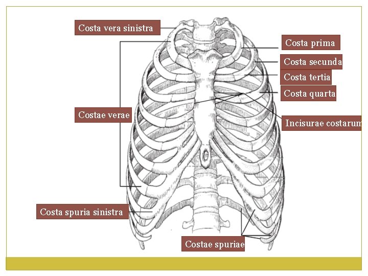 Costa vera sinistra Costa prima Costae Costa secunda Costa tertia Costa quarta Costae verae