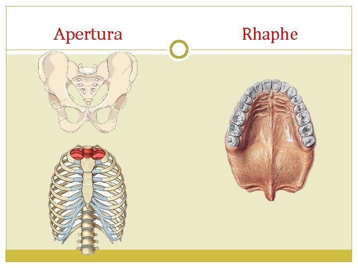 Apertura Rhaphe 