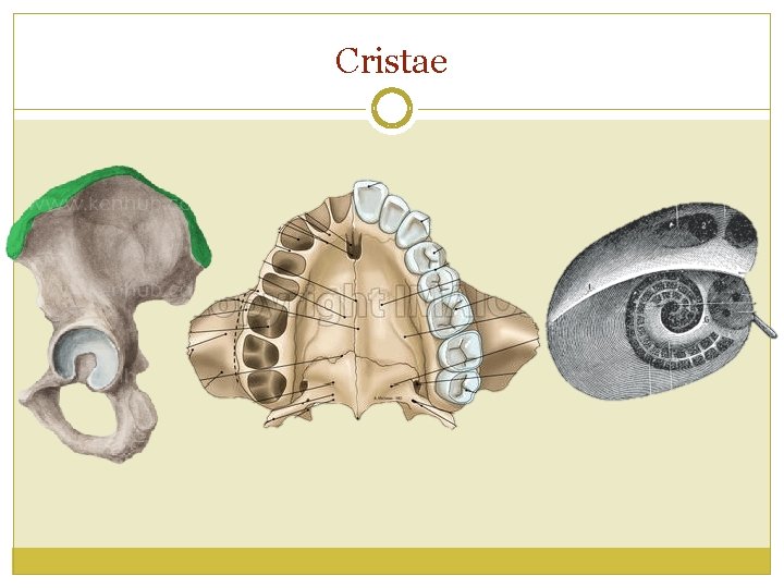 Cristae 