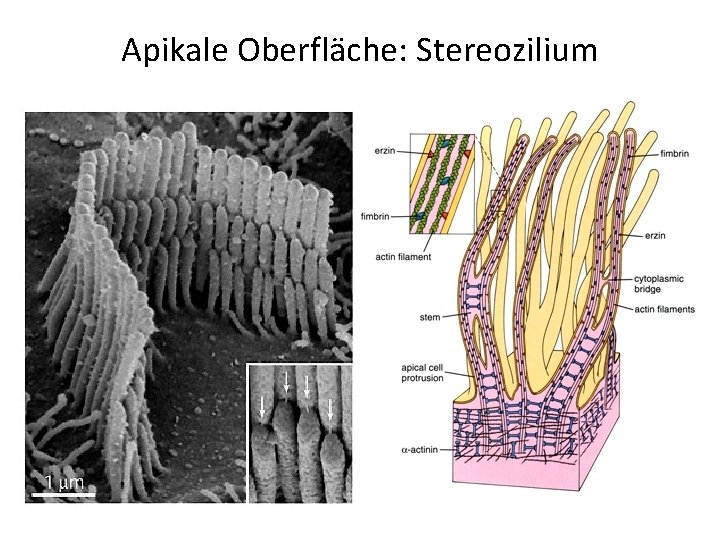 Apikale Oberfläche: Stereozilium 