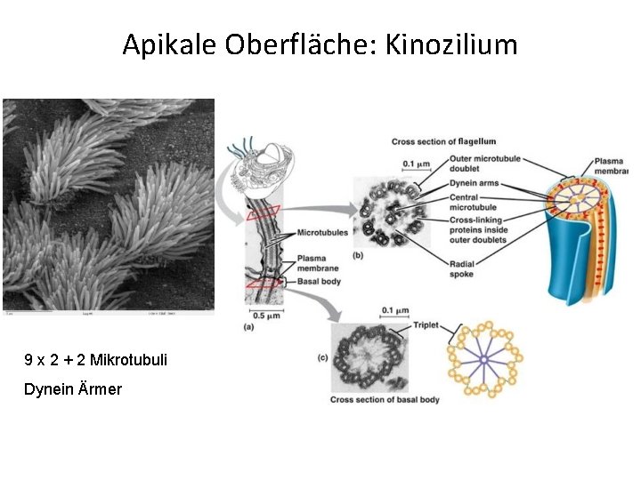 Apikale Oberfläche: Kinozilium 9 x 2 + 2 Mikrotubuli Dynein Ärmer 
